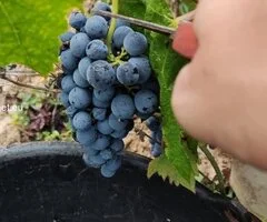 Winobranie 2026 Francja
