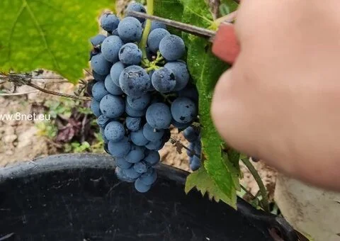 Winobranie 2026 Francja - 2/2